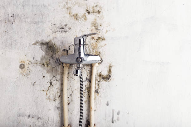 Best Toxic Mold Removal  in Charlack, MO