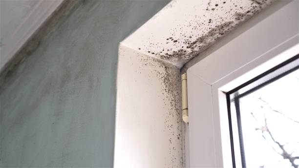 Best Certified Mold Removal  in Charlack, MO
