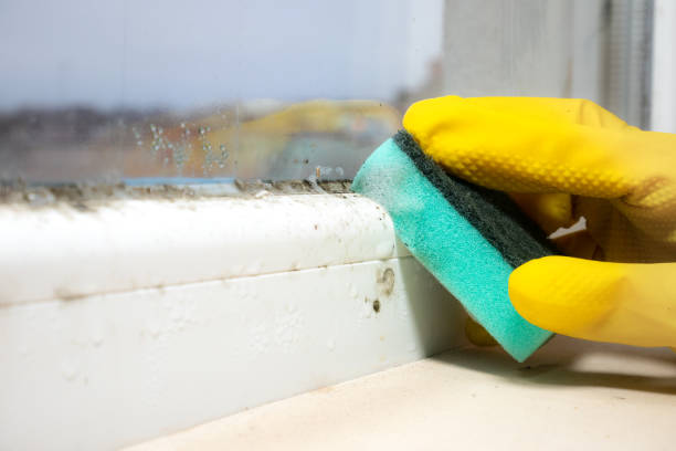Best Mold Removal and Inspection  in Charlack, MO